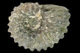 Bumpy Ammonite (Douvilleiceras) Fossil - Madagascar #160389-1